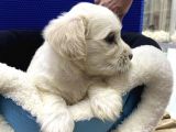 Ev Doğumlu Teacup Maltipoo